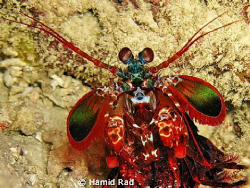 Mantis Shrimp, undoubtfully one of my favourite sea creat... by Hamid Rad 